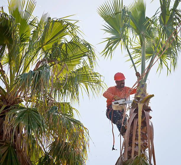 Best Palm Tree Trimming  in Los Lunas, NM